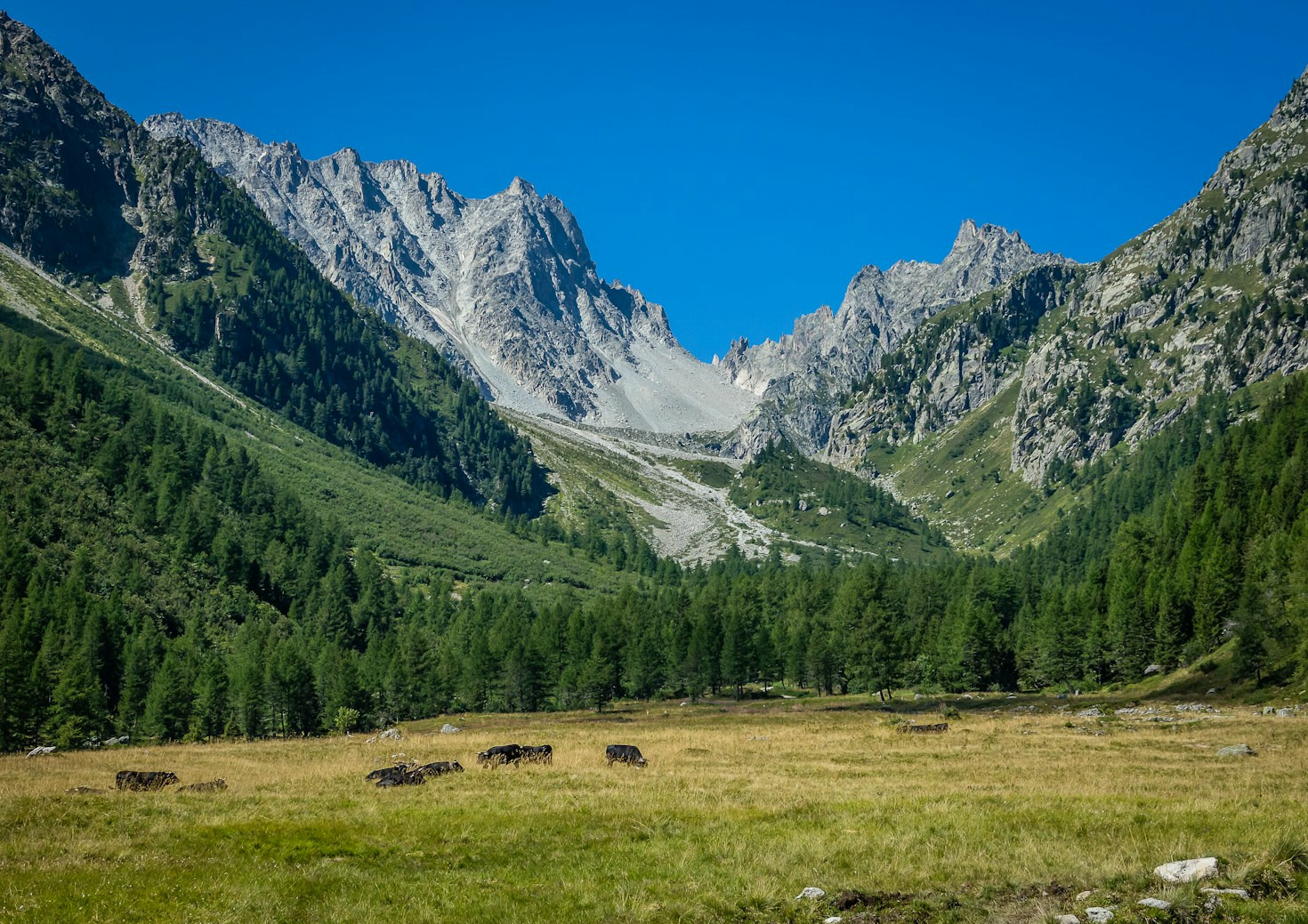 Les secrets de nos vaches d’alpage